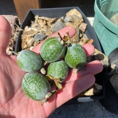 フェイジョア 挿し木の画像