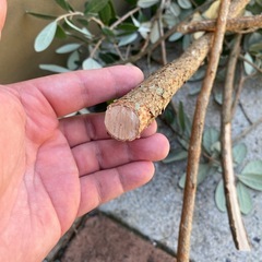 フェイジョア 挿し木の画像