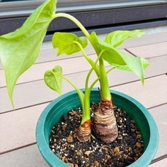観葉植物　クワズイモ③の画像