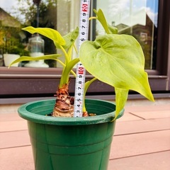 観葉植物　クワズイモ③の画像