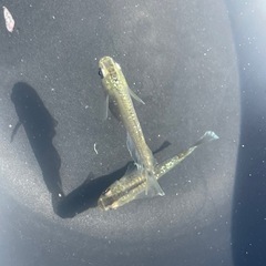 【メダカ】フロマージュ 1ペアの画像