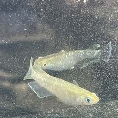 【メダカ】フロマージュ 1ペアの画像