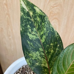 アグラオネマ　ロタンダム斑入りの画像