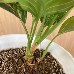 アグラオネマ　ロタンダム斑入りの画像