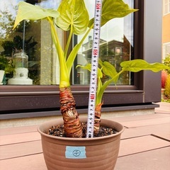 観葉植物　クワズイモ④の画像