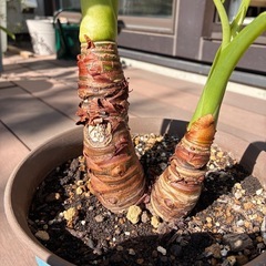 観葉植物　クワズイモ④の画像