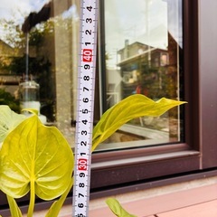 観葉植物　クワズイモ④の画像