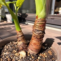 観葉植物　クワズイモ④の画像