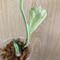 モンステラ　斑入り　ホワイトタイガーの画像