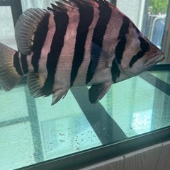 ダトニオプラスワン 目測35cmの画像