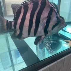 ダトニオプラスワン 目測35cmの画像