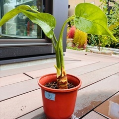 観葉植物　クワズイモ⑤の画像