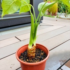 観葉植物　クワズイモ⑤の画像