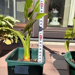 観葉植物　クワズイモ⑥の画像