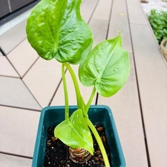 観葉植物　クワズイモ⑥の画像