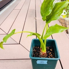 観葉植物　クワズイモ⑥の画像