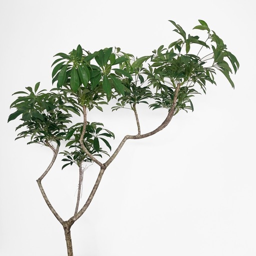 観葉植物 シェフレラ