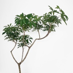 観葉植物 シェフレラの画像