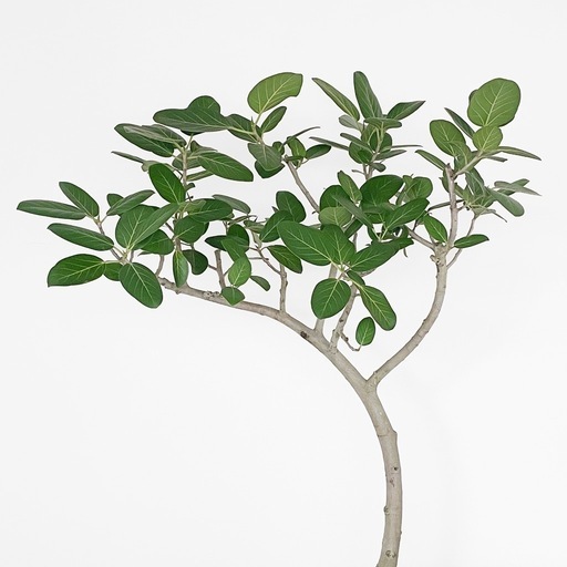 観葉植物 フィカス ベンガレンシス