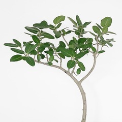観葉植物 フィカス ベンガレンシスの画像