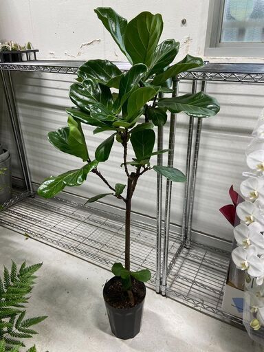 【観葉植物専門】カシワバゴムノキ