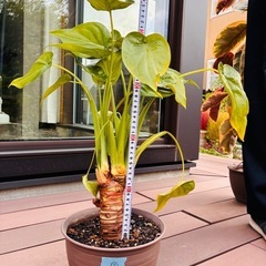 観葉植物　クワズイモ⑦の画像