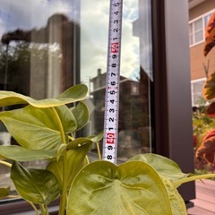 観葉植物　クワズイモ⑦の画像