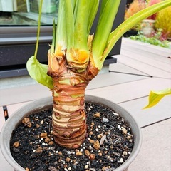 観葉植物　クワズイモ⑦の画像
