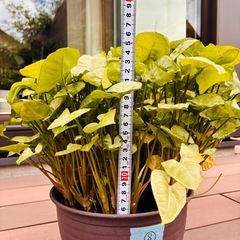 観葉植物⑧  シンゴニウムの画像