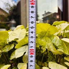 観葉植物⑧  シンゴニウムの画像