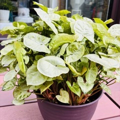 観葉植物⑧  シンゴニウムの画像