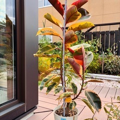 観葉植物⑨ ゴムの木の画像