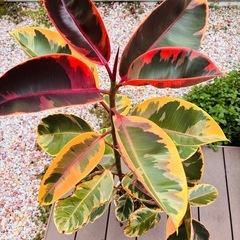 観葉植物⑨ ゴムの木の画像
