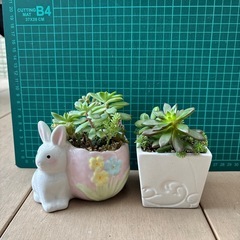 多肉寄せ植えセットの画像