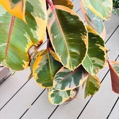 観葉植物⑩ ゴムの木の画像