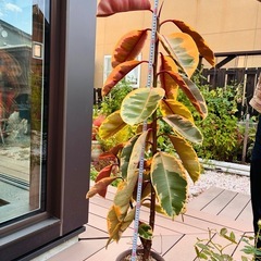 観葉植物⑩ ゴムの木の画像
