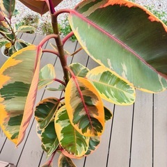 観葉植物⑩ ゴムの木の画像
