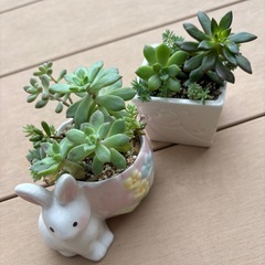 多肉寄せ植えセットの画像
