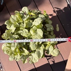 観葉植物⑧  シンゴニウムの画像