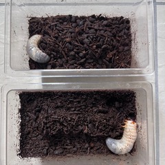 国産カブトムシ　幼虫　1匹〜15匹の画像