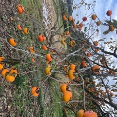 渋柿10個🍊300円の画像
