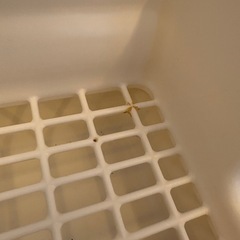 うさぎ用トイレの画像