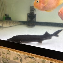 熱帯魚の画像