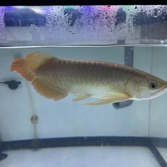 熱帯魚の画像