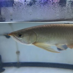 熱帯魚の画像