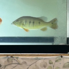 熱帯魚の画像