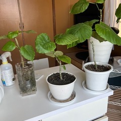 観葉植物ウンベラータの画像