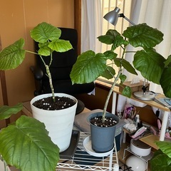 観葉植物ウンベラータの画像