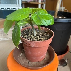 観葉植物ウンベラータの画像