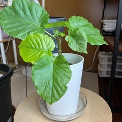 観葉植物ウンベラータの画像